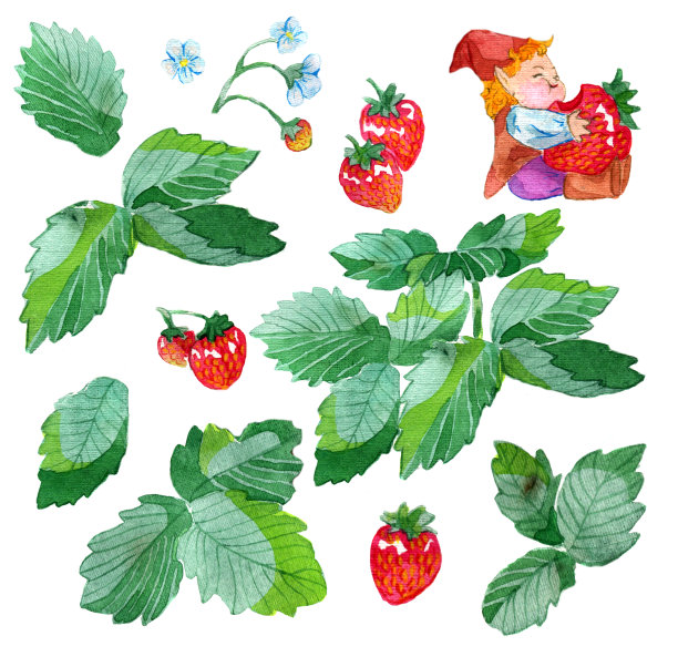 图案设置有滑稽的侏儒吃草莓，草莓植物的叶子，花朵和浆果孤立在白色图片下载