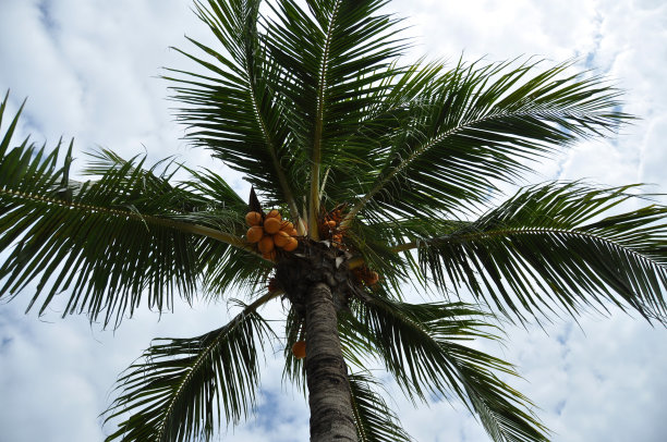一棵椰子树图片下载