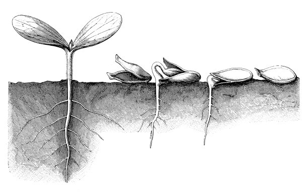 瓜、西葫芦种子发育图片下载