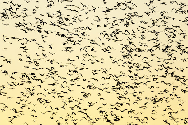 傍晚天空衬托出一大群鸟的剪影图片下载