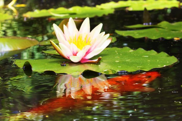 鱼和美丽的粉红色荷花睡莲，水植物与倒影在池塘图片下载