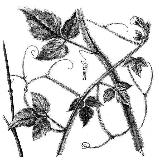 塞尔贾尼亚·格拉马托福拉图片下载