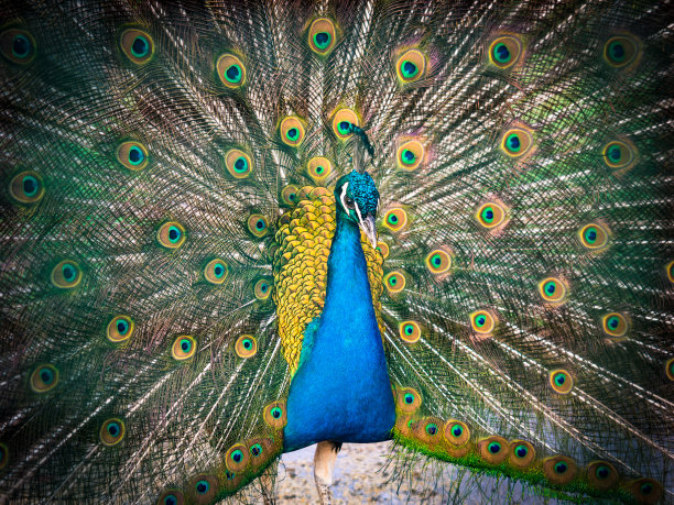 五颜六色的孔雀和它华丽的尾巴。图片下载