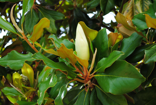 木兰之花图片下载