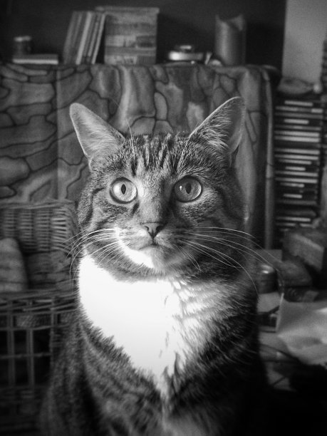 家花白猫图片下载