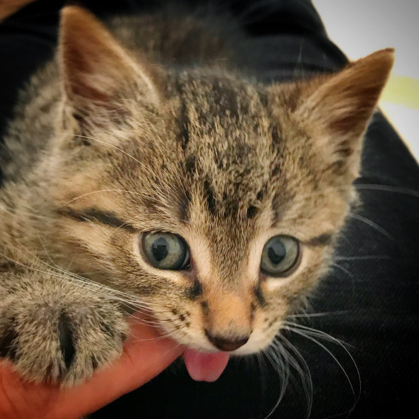 国内的虎斑猫图片下载