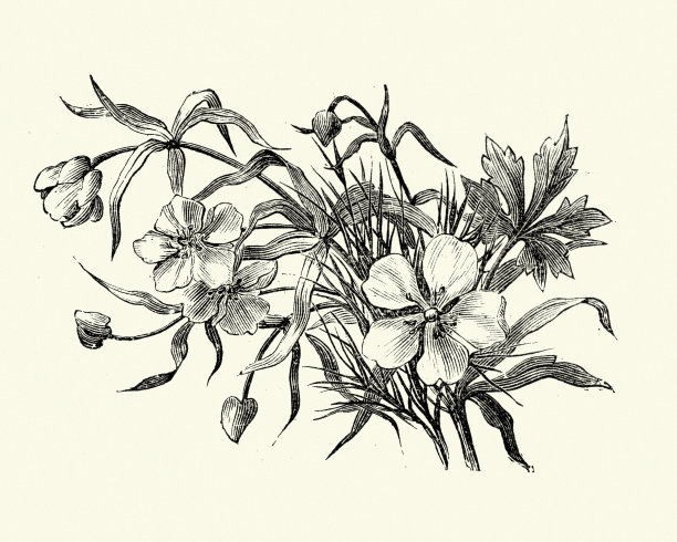 植物，野花，普通水毛茛图片下载