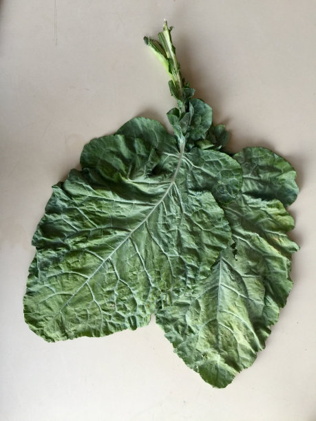 黑色的卷心菜图片下载