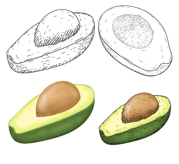 鳄梨。手绘草图。插图孤立在白色背景上图片下载