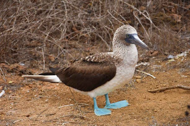 厄瓜多尔加拉帕戈斯群岛的蓝脚鲣鸟图片下载