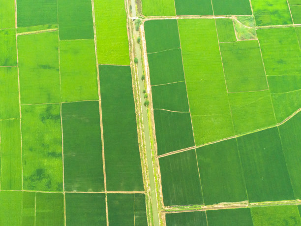 空中稻田图片下载