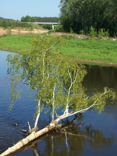 树映水图片下载