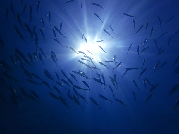 海洋蓝色图片下载