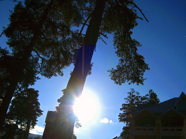 太阳在树后面图片下载