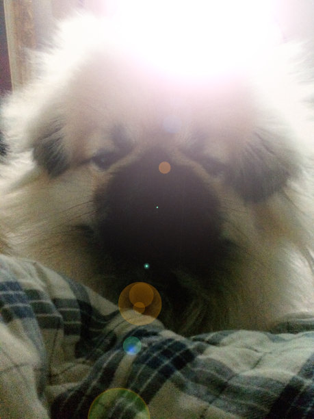 图片的狗困图片下载