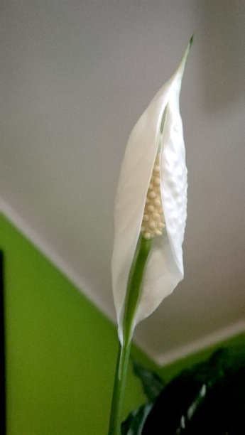 花烛属植物图片下载