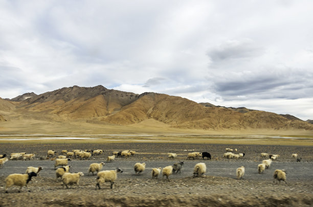 羊素材图片