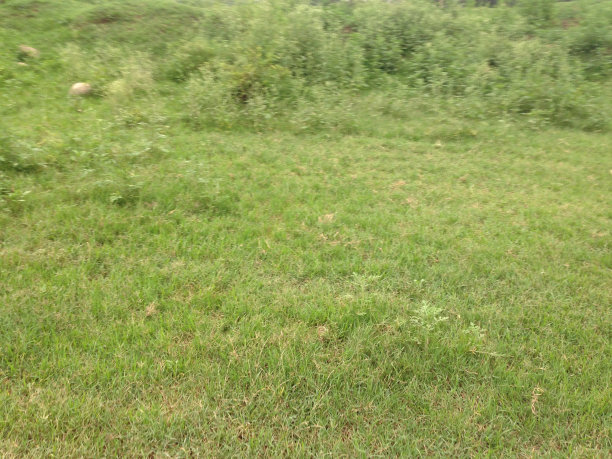 绿草如茵的地方景象图片下载