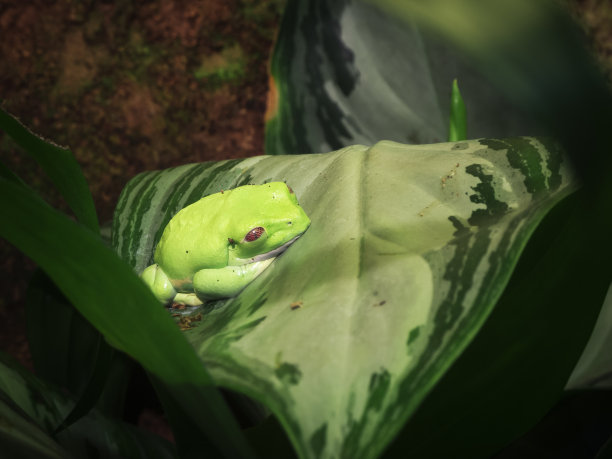 绿色小树蛙图片下载