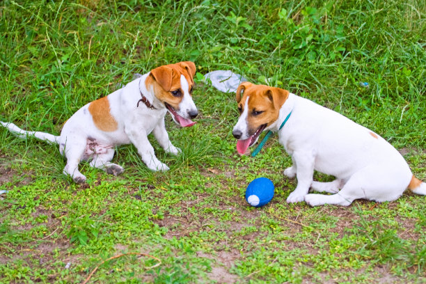 杰克罗素在草地上玩球图片下载