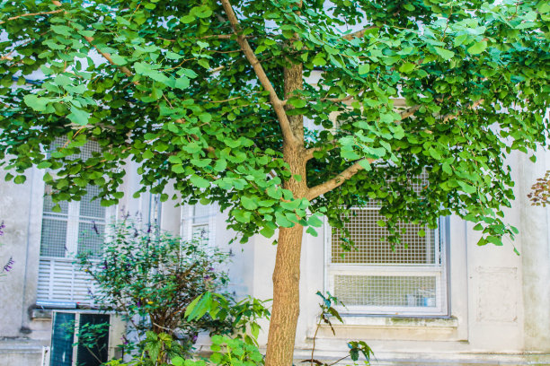 古建筑中的花园图片下载