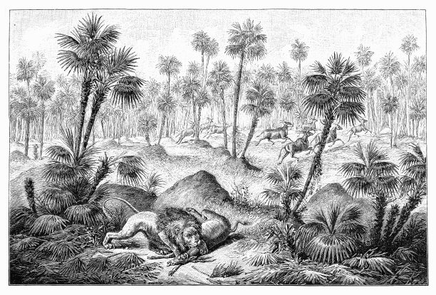 狮子狩猎图片下载