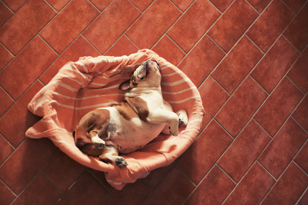 小狗幸福地睡在她的篮子里图片下载