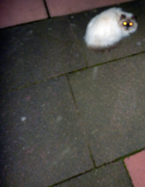 猫在晚上图片下载