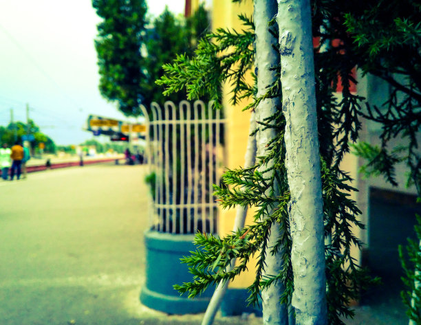 叶在棒图片下载