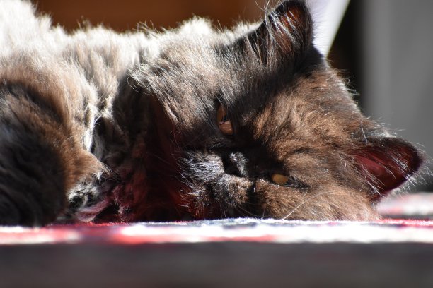 日光浴黑猫图片下载