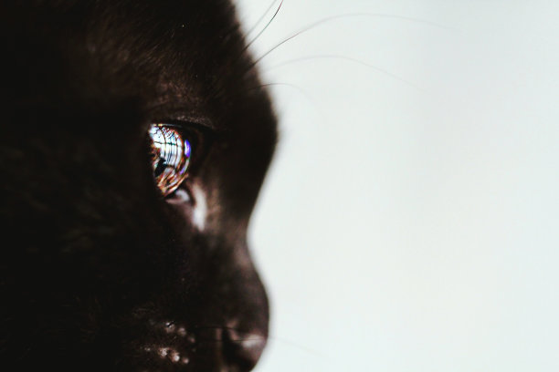 黑色的猫图片下载