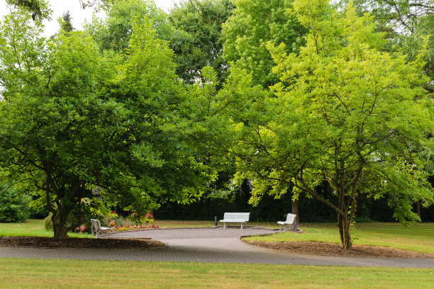 绿树下的白色长凳图片下载