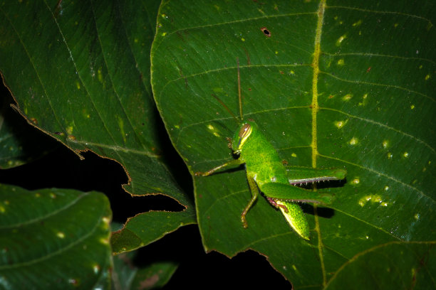 蚱蜢图片下载
