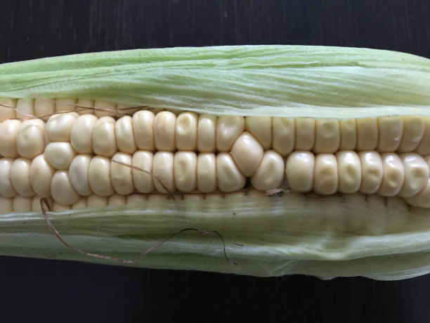 玉米棒子图片下载