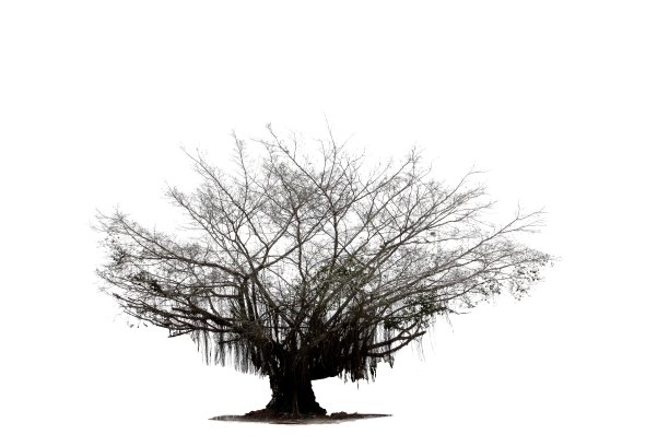 在白色的背景上，站着一棵来自植物园的枯死的大树。图片下载