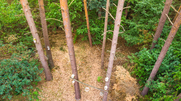 鸟瞰图，从松树顶部往下看，在森林里的财产上有几个筑巢箱图片下载