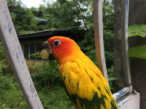 动物/野生动物图片下载