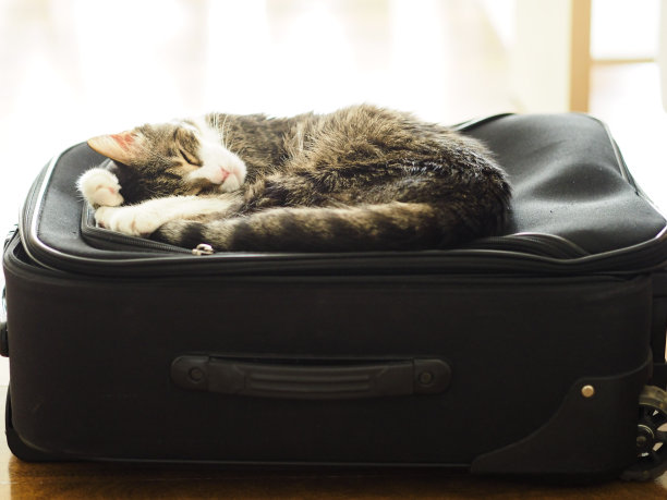 可爱的旅行的猫图片下载