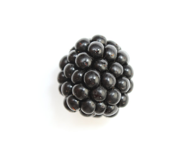 黑莓白背景图片下载