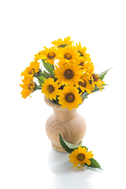 一束白色的大雏菊图片下载