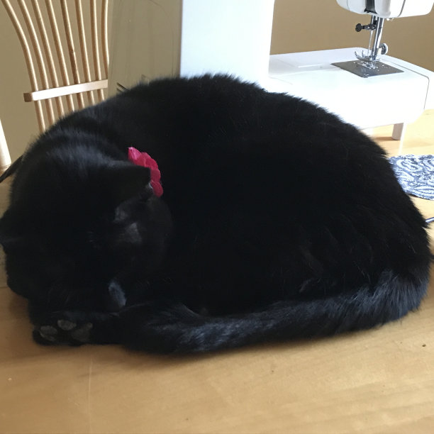 黑猫在家图片下载