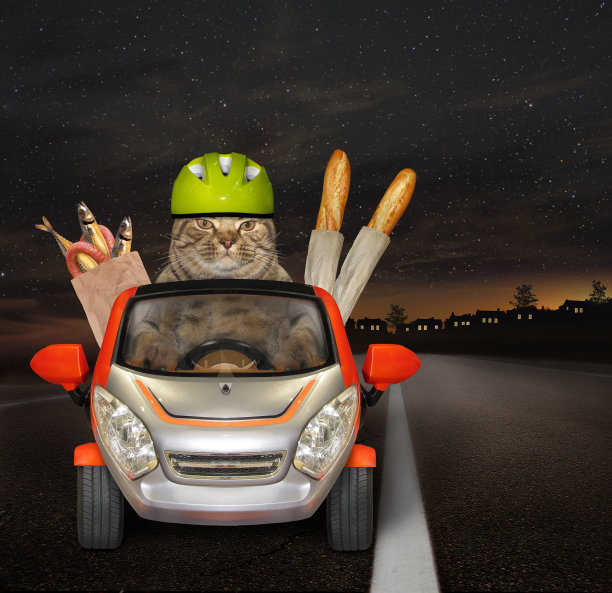 晚上在车里吃东西的猫图片下载