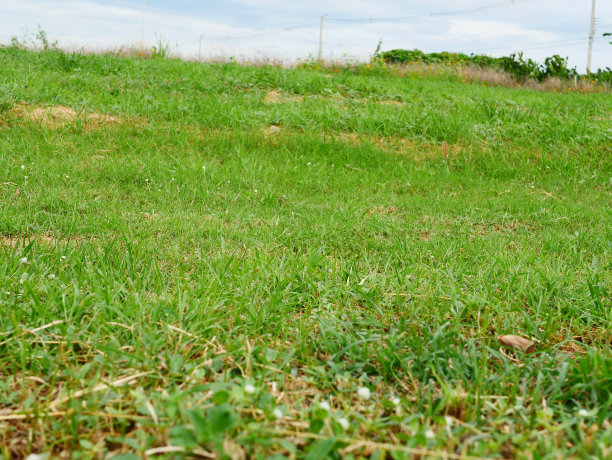 纹理的绿色一个完美的草坪图片下载