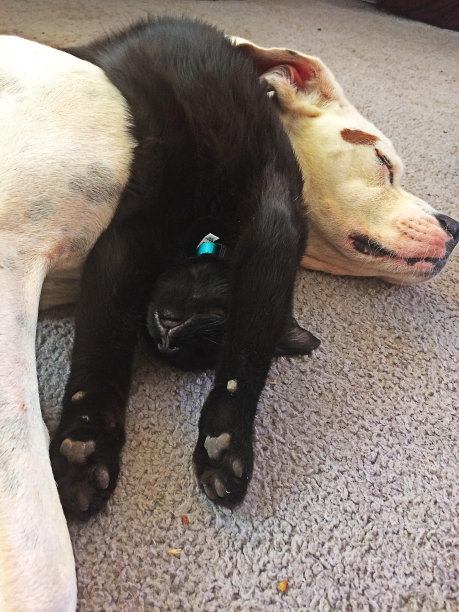 黑猫睡在狗身上，有趣图片下载