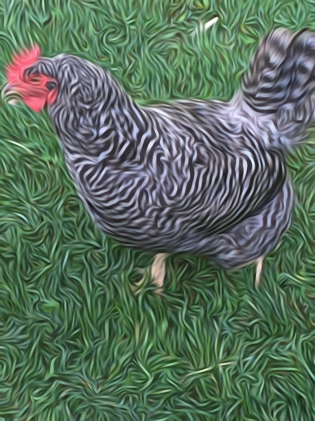 横岩母鸡绘画图片下载