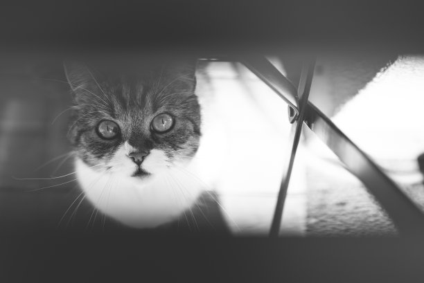 英式性感的猫在抬头图片下载