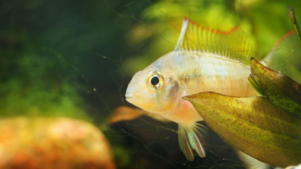 水族馆中的热带慈鲷科鱼图片下载