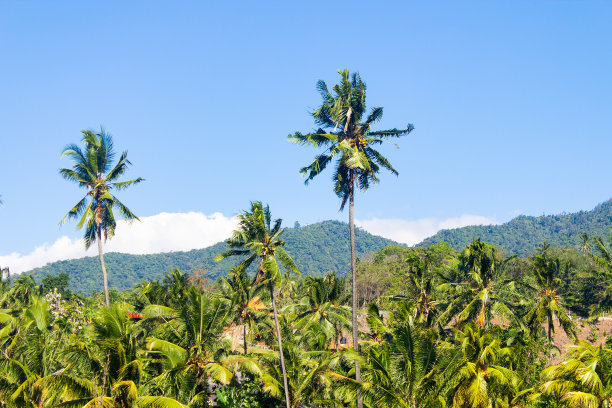 在亚洲和热带度假胜地进行丛林徒步旅行。图片下载