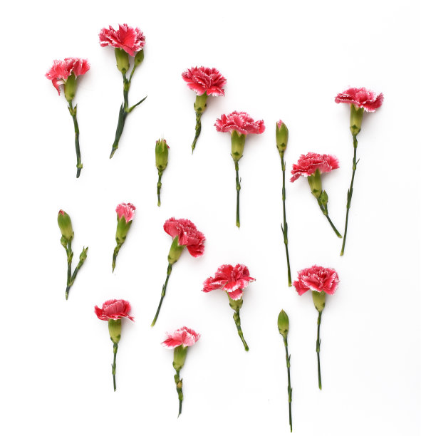 白色背景上的康乃馨花图片下载