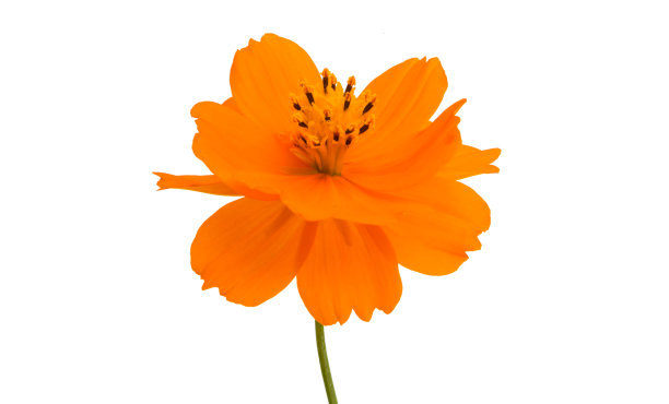 橙色cosme孤立图片下载